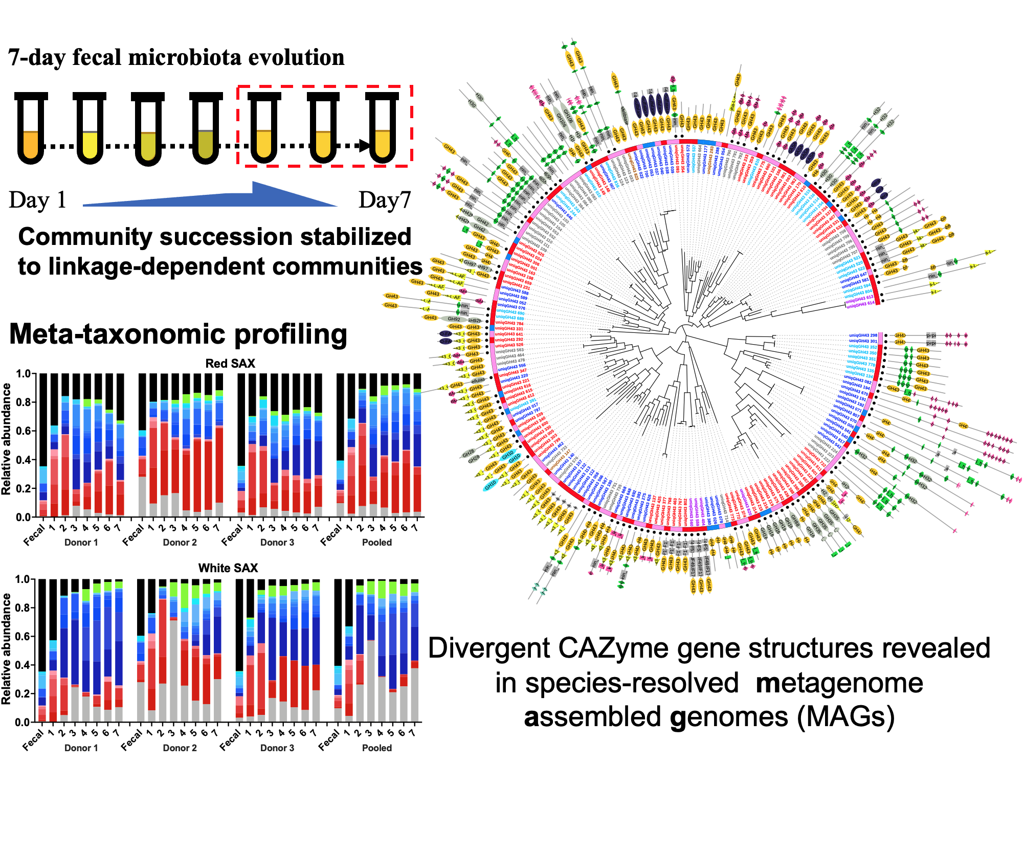 Gut microbiome ecology and genomics illustration