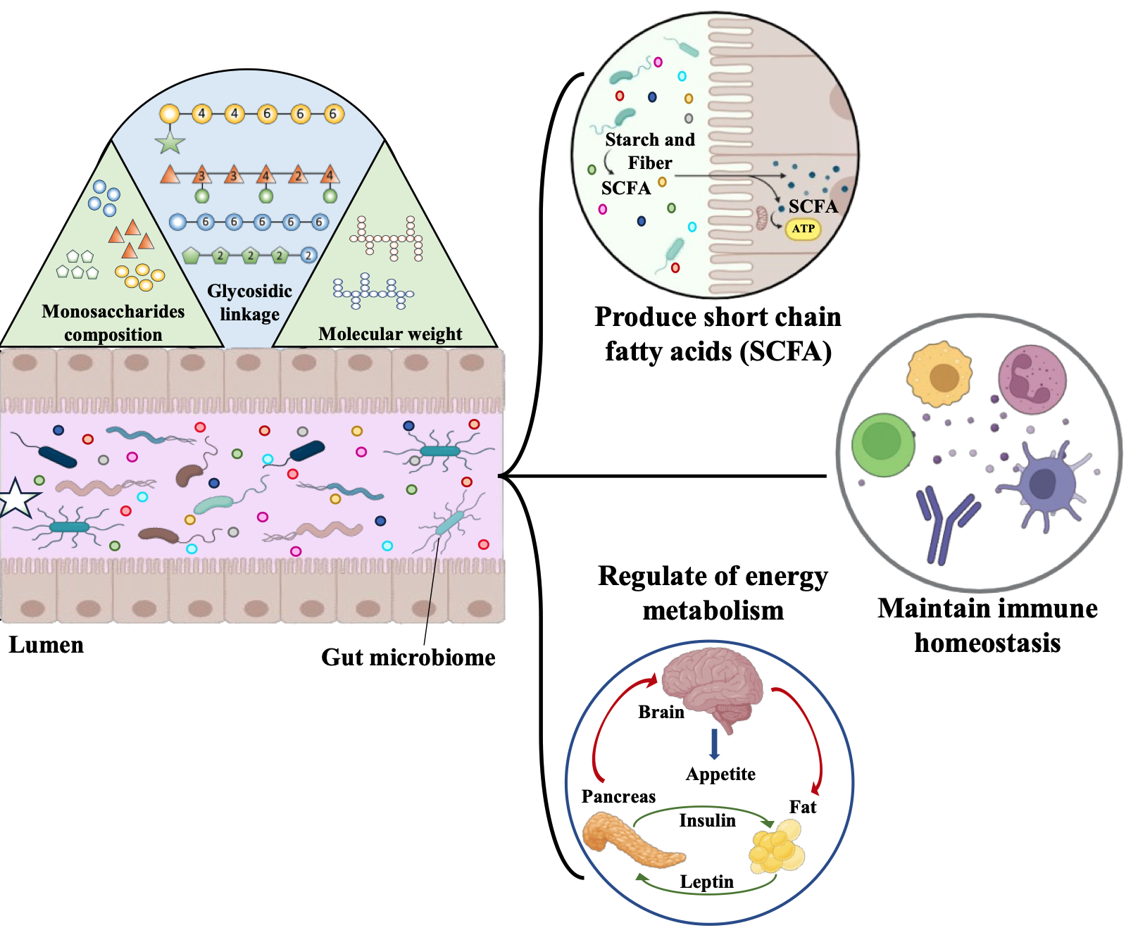 Dietary fiber structure, gut microbiome fermentation, SCFA production, metabolism, and immune homeostasis